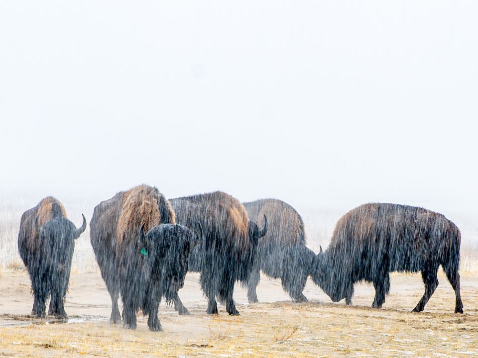Buffalo herd Antelope Island Salt Lake City