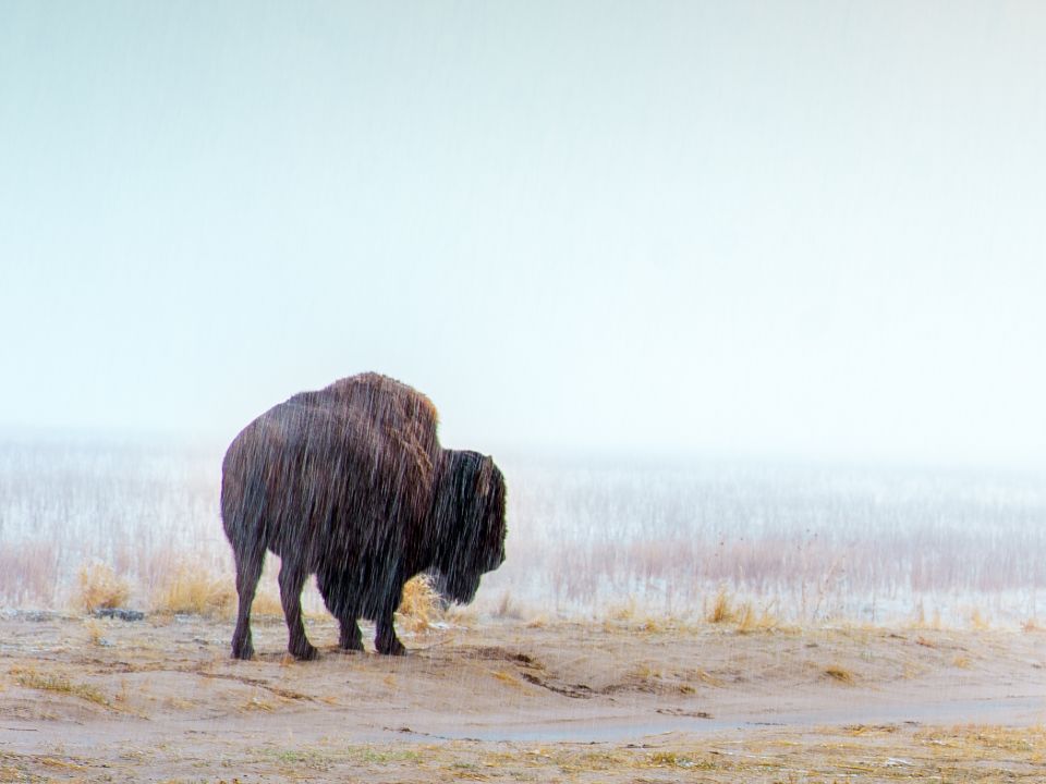 Lone buffalo Antelope Island Salt Lake City