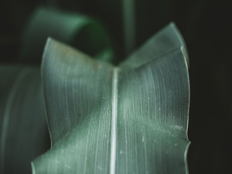 A leaf from a corn plant