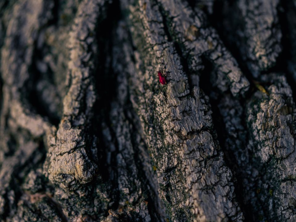 A bug on a tree from the local park.